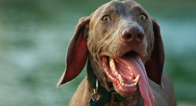 Warum hängt ein Hund seine Zunge heraus?