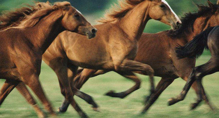 Wie schnell können Pferde laufen?