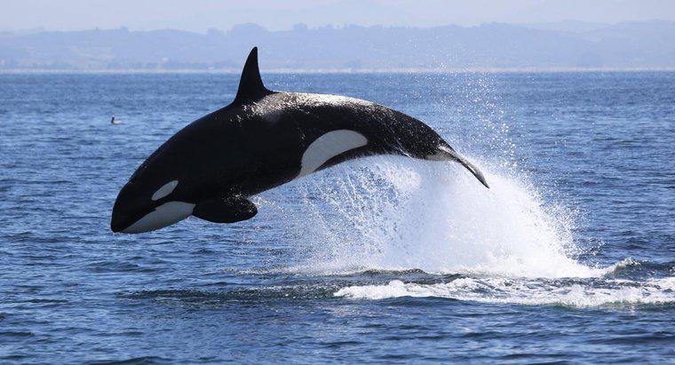 Wie schützen sich Killerwale?