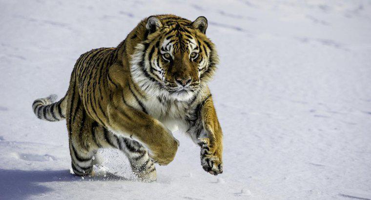 Was sind einige Fakten über sibirische Tiger?