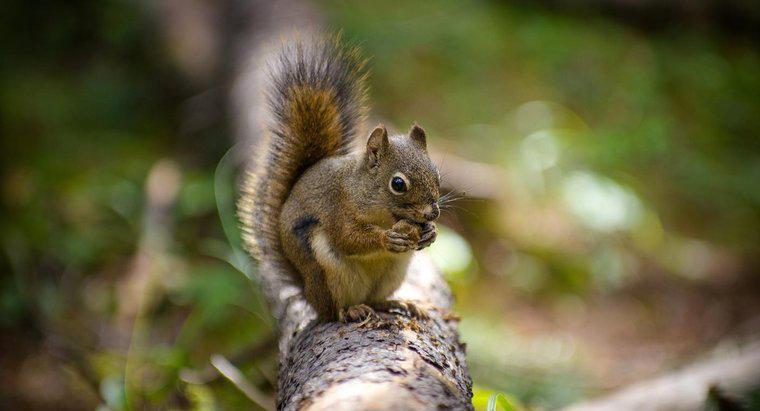 Welche Gerüche hassen Eichhörnchen?