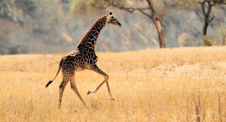 Können Giraffen springen?