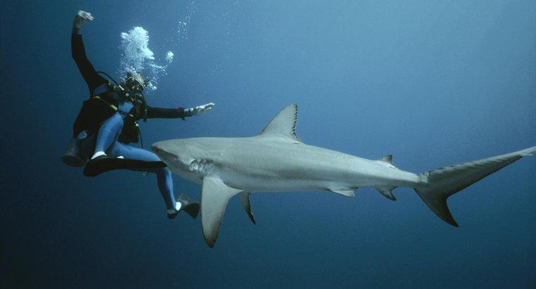 Wie bekämpft man einen Hai?