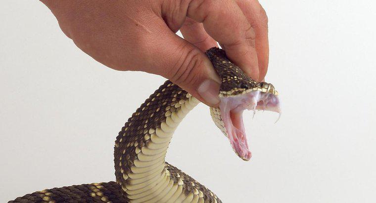 Wie schützen sich Schlangen?