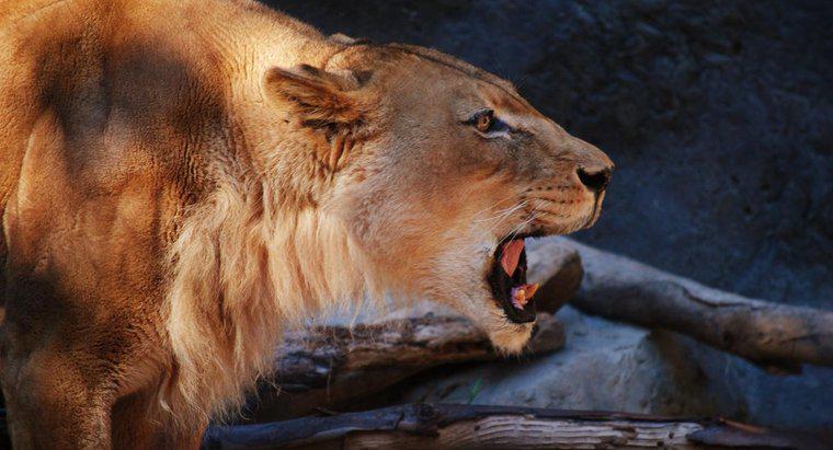 Was sind Lions-Anpassungen?