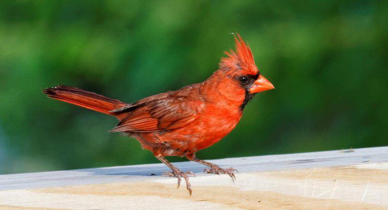 Was ist die spirituelle Bedeutung des roten Kardinalsvogels?