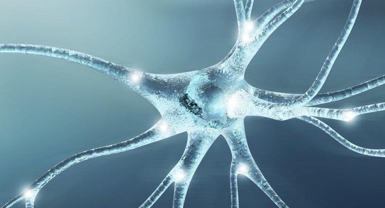 Welche Funktion haben Nervenzellen?