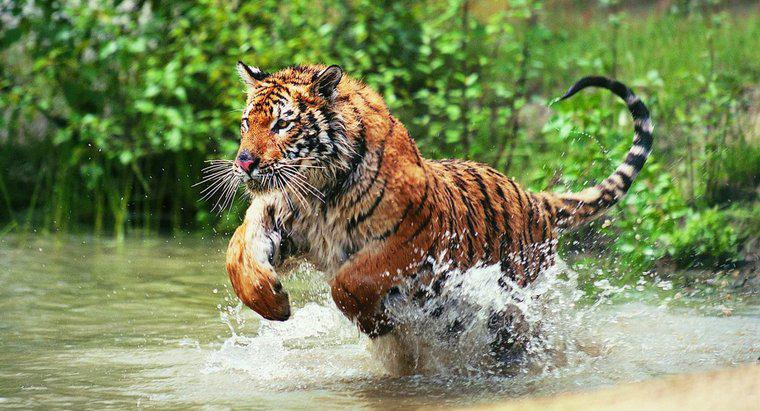 Leben Tiger im Dschungel?