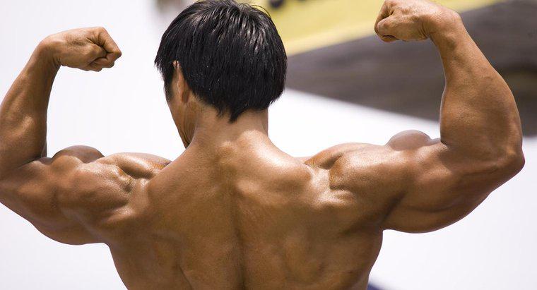 Warum ist das Muskelsystem so wichtig?