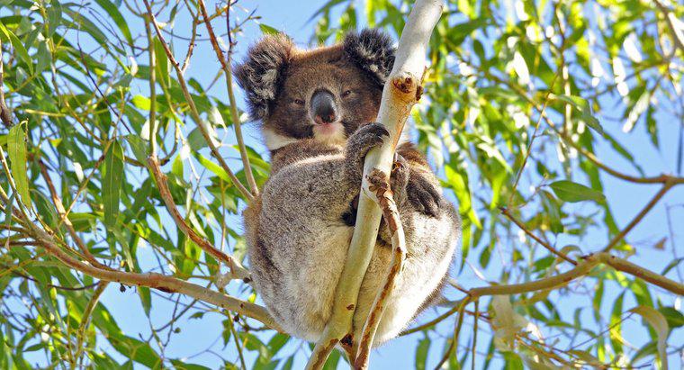 Wie schützen sich Koalas?