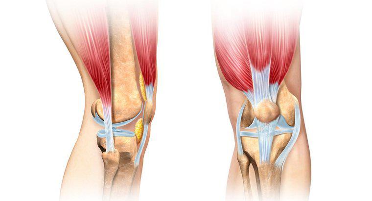 Welcher Muskel beugt das Knie?