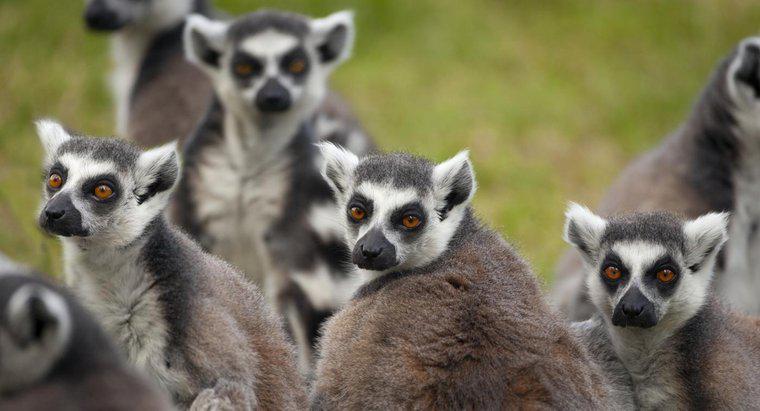 Was ist die Verhaltensanpassung des Lemurs?