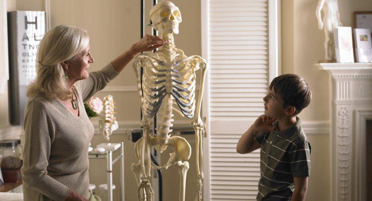 Was sind die vier Arten von Knochen im menschlichen Körper?