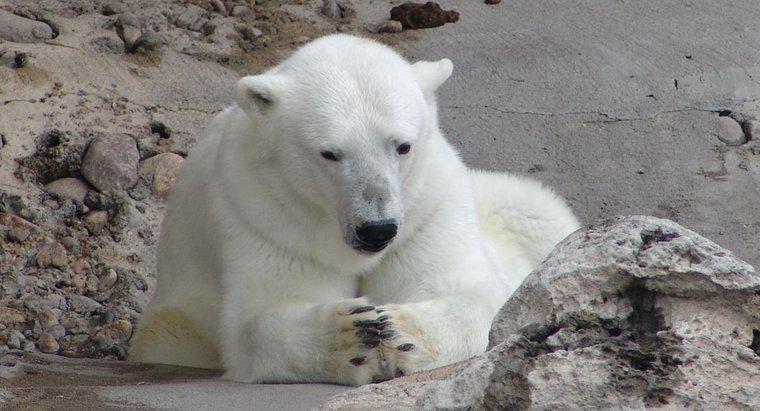 Wie viele Eisbären gibt es noch auf der Welt?