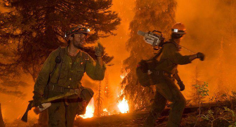 Wie wirken sich Waldbrände auf die Umwelt aus?