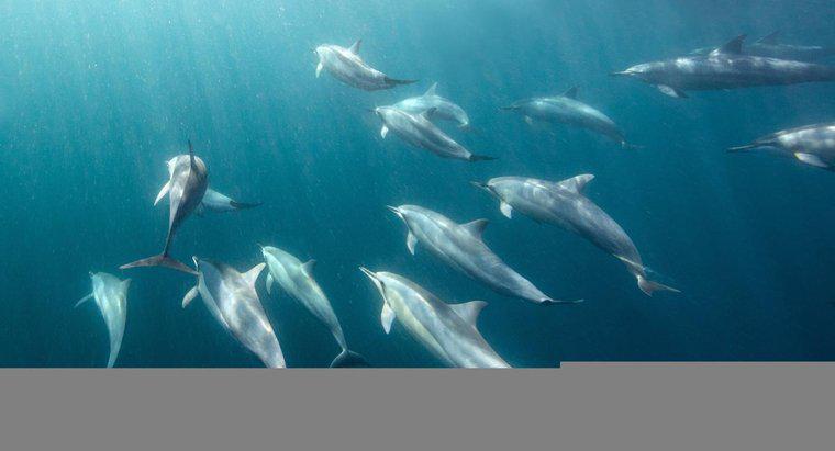 Wie lange können Delfine unter Wasser bleiben?