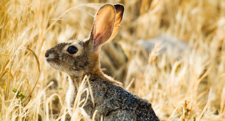 Wie weit kann das Ohr eines Kaninchens hören?