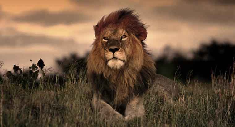 Wie lange leben Löwen in freier Wildbahn?