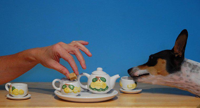Ist Tee giftig für Hunde?