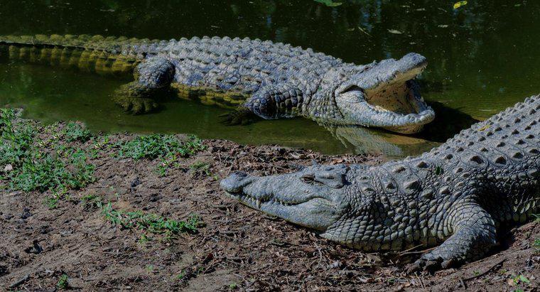 Was sind die verschiedenen Arten von Krokodilen?