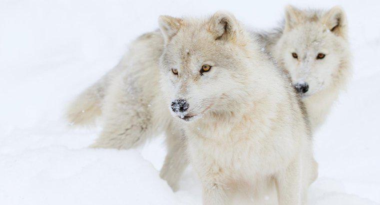 Was fressen arktische Wölfe?