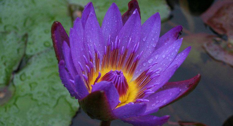 Was ist eine schwarze Lotusblume?