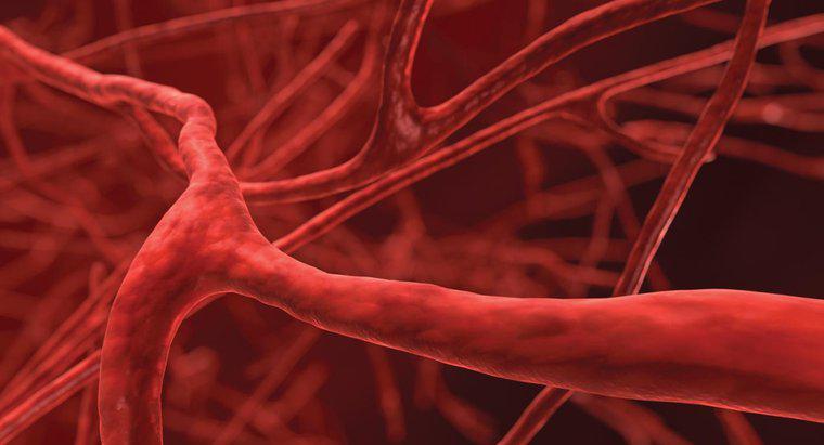 Was ist das kleinste Blutgefäß im Körper?