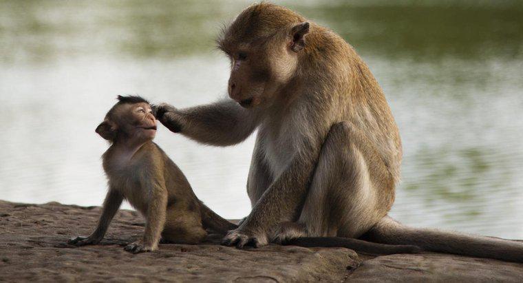 Was ist die wissenschaftliche Klassifizierung eines Affen?