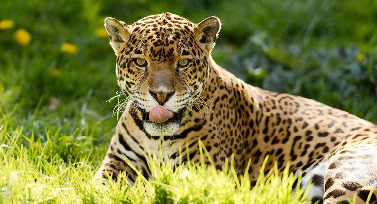 Was essen Jaguare?