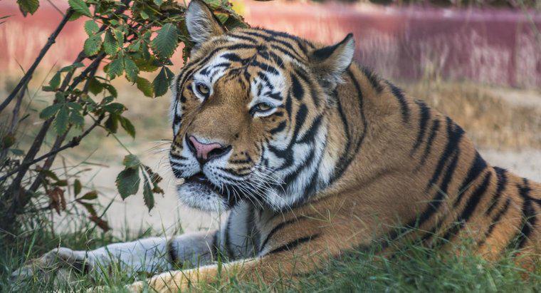 Was sind die Vor- und Nachteile von Tigern?