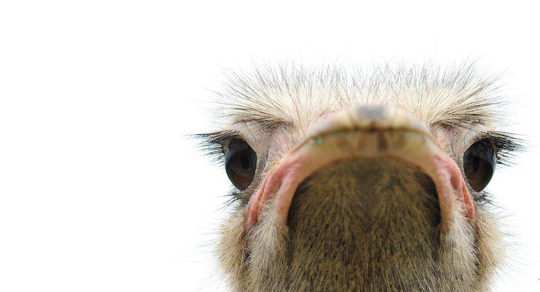 Die Augen eines Vogels sind größer als sein Gehirn?