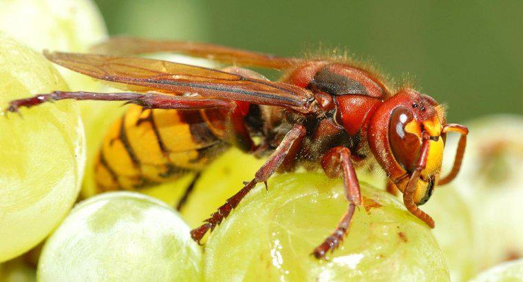 Welche Haushaltsprodukte töten Wespen?