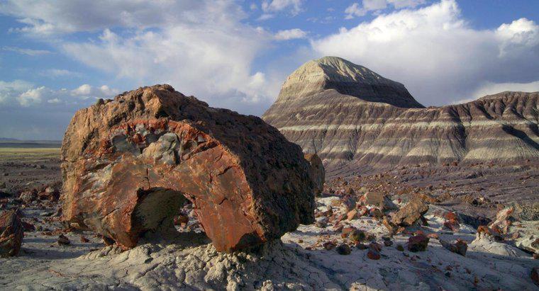 Wie entstehen versteinerte Fossilien?
