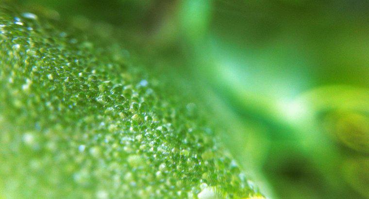 Was macht Chloroplast in einer Pflanzenzelle?