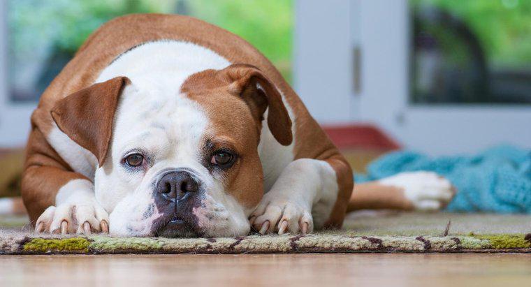 Sind amerikanische Bulldoggen gefährlich?