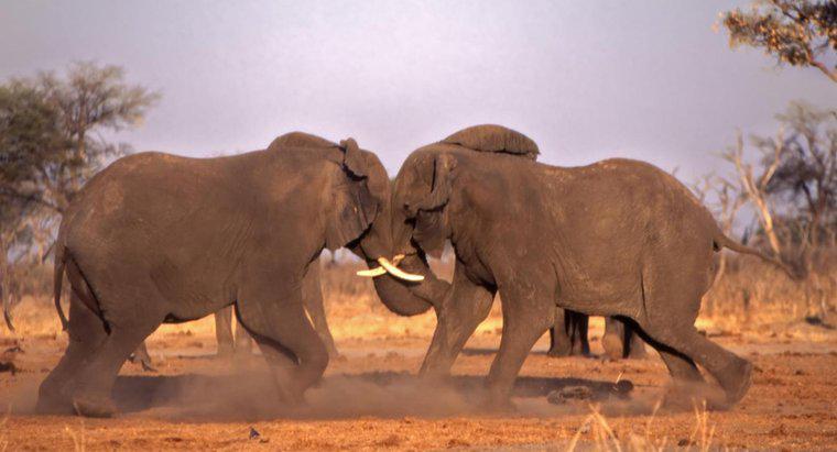 Wie schützen sich Elefanten?