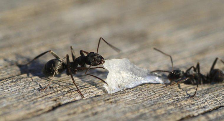 Wie bekommt man schwarze Ameisen aus dem Haus?
