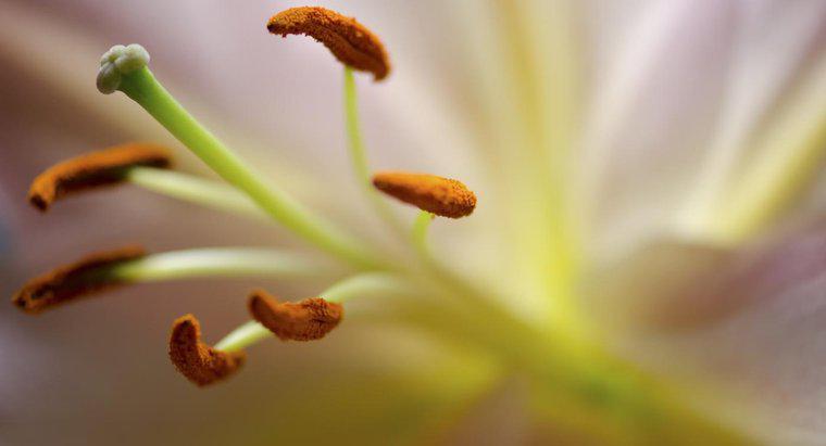 Welcher Teil einer Blume produziert Pollen?