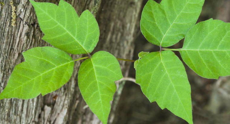 Was ist der Unterschied zwischen Poison Oak und Poison Ivy?