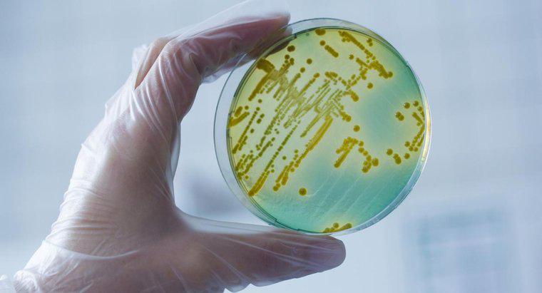 Wie lautet der wissenschaftliche Name von Bakterien?