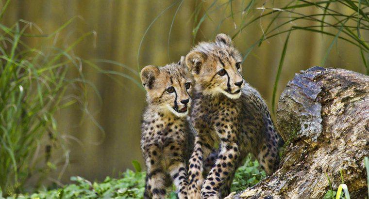 Wie kümmern sich Geparden um ihre Jungen?