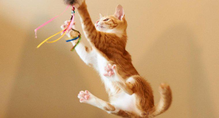 Wie hoch kann eine Katze springen?