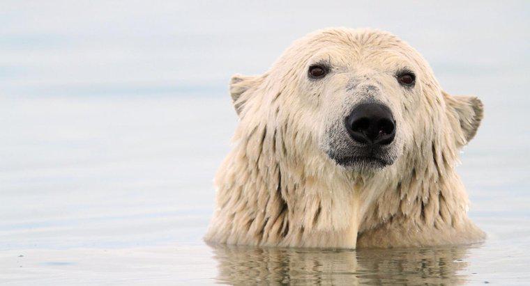 Wie passen sich Eisbären an das Überleben an?