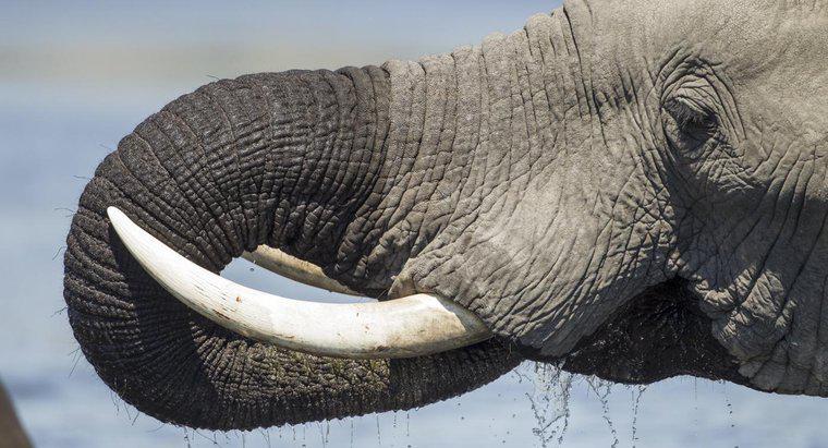 Wofür werden Elefantenstoßzähne verwendet?