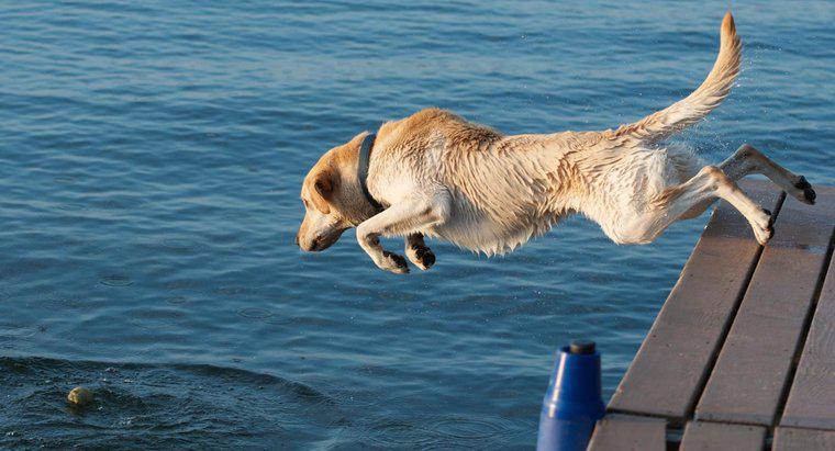 Welche Hunderassen haben Schwimmfüße?