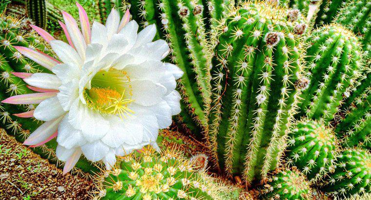 Was sind die verschiedenen Arten von Blütenpflanzen Kaktus?