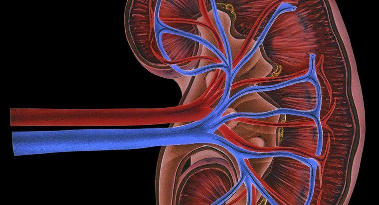 Welche Funktion haben die Nierenvenen?
