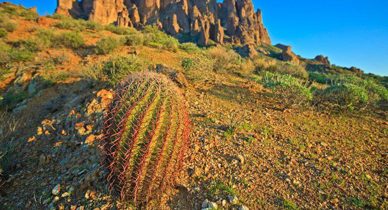 Kann man Wasser aus einem Kaktus trinken, um zu überleben?