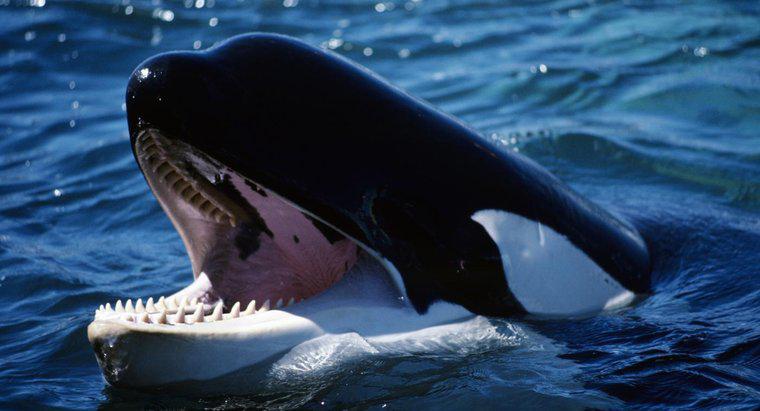 Wie viele Zähne hat ein Killerwal?