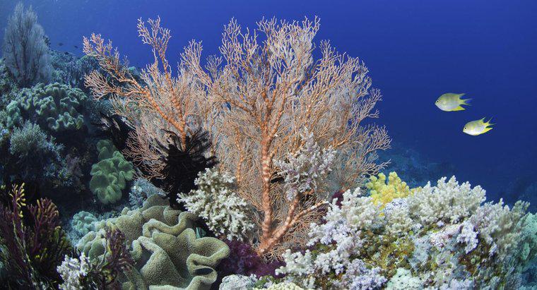 Welche Farbe hat Koralle?
